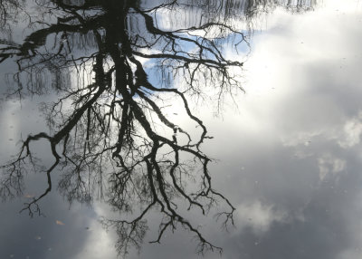 3. Tree Reflected