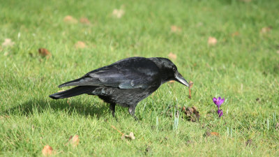17. Crow