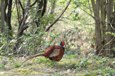 51. Pheasant in the Woods