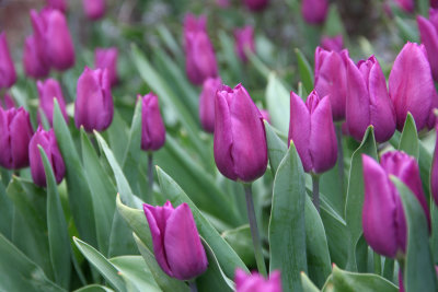52. Tulips