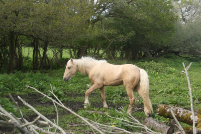 102. Horse at Elstead