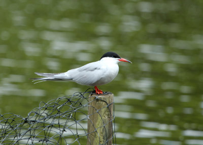 112. Common Tern
