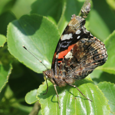 130. Red Admiral at rest