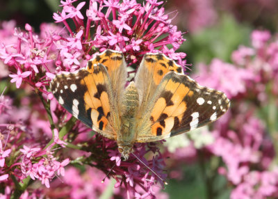 134. Painted Lady at Tillington