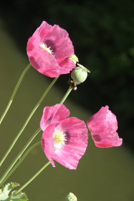 141. Pink Poppy