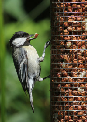 148. at the feeder