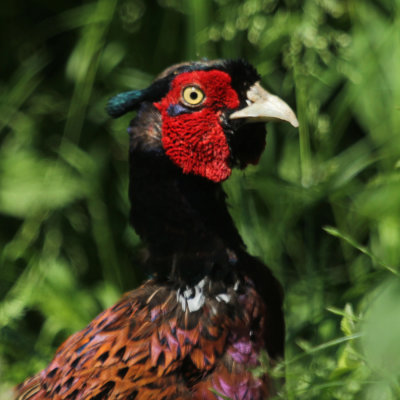 149. Pheasant's head