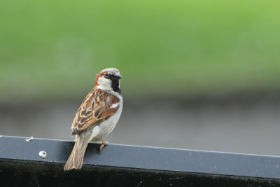 158. House Sparrow