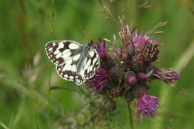 167. Marbled White Butterfly