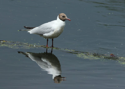 170. Gull and its reflection