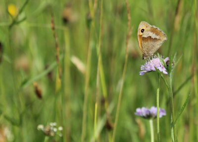 174. Meadow Brown in the Meadow