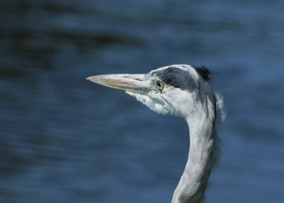 179. Grey Heron close up