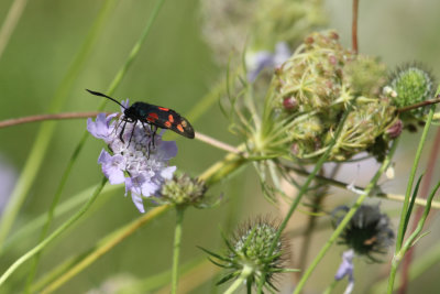 189. Burnet Moth