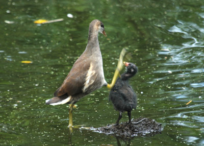 190. Young Moorhens