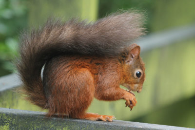 192. Red Squirrel