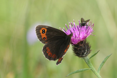 193. Scotch Argus butterfly