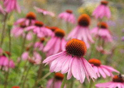 249. echinacea