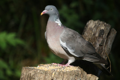 308. Woodpigeon