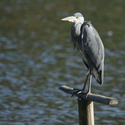 309. Heron at rest