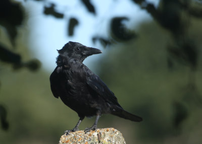 316. Carrion Crow