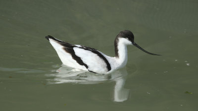 320. Avocet