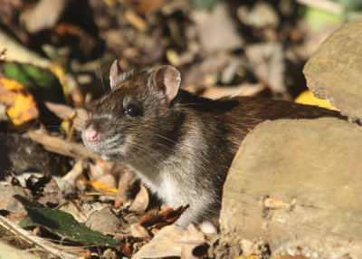 345. Brown Rat