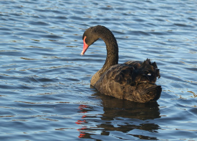 349. Black Swan