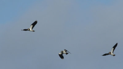39: Northern Lapwings