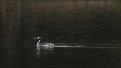 44: Great Crested Grebe
