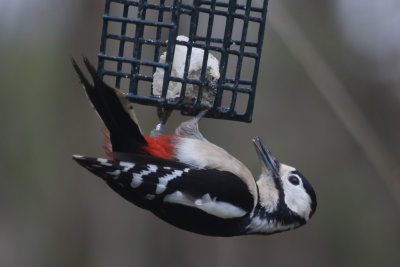 78: Greater Spotted Woodpecker