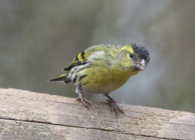 79: Eurasian Siskin