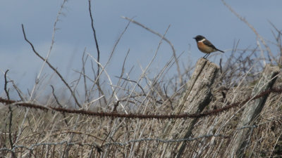 11. Stonechat