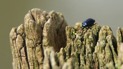 13. Beetle