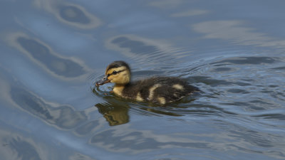 14. Mallard Duckling