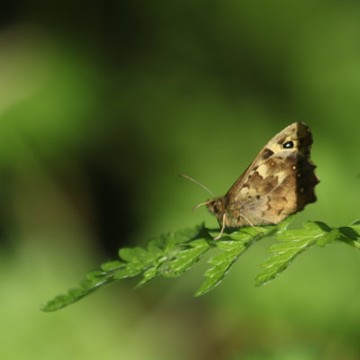17. Speckled Wood
