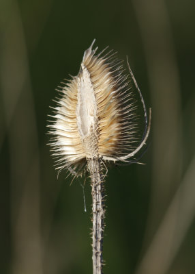 18. Teasel