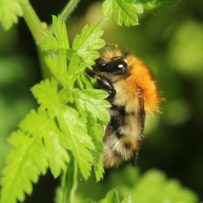 19. Common Carder Bee