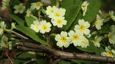 23. Primroses