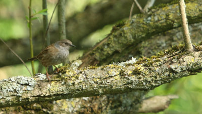 25. Dunnock and lichen