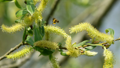 26. Catkins