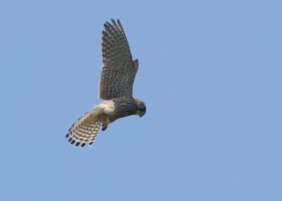 29. Kestrel hovering