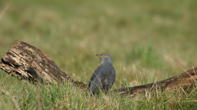 109: The Cuckoo Returns