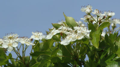 141: Hawthorn