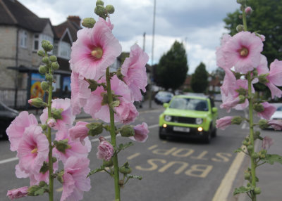 4: Framed by Flowers