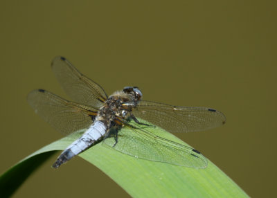 157: Scarce Chaser dragonfly