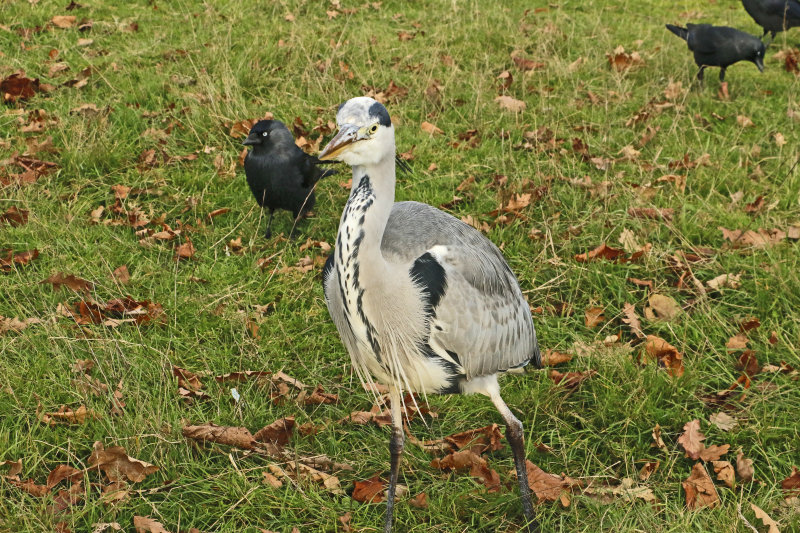 Rather sad to see a Heron scrambling for the bread I am throwing to the other birds.