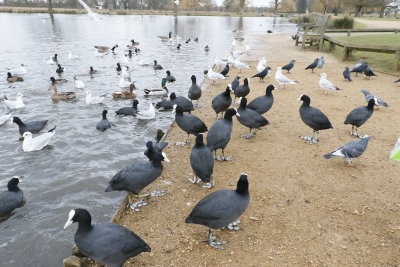 Coots are taking over.