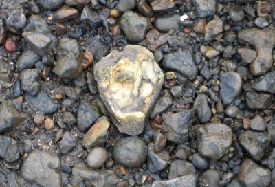 An Oyster shell on the foreshore at Putney.