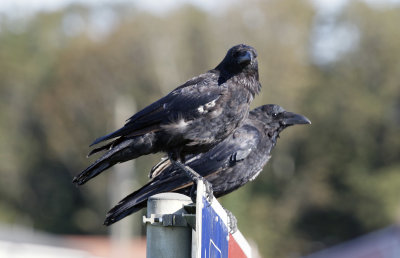 These crows dont look so good.
