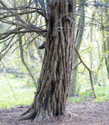 Yet another boot. I did not want to go around the tree to see what else was there.